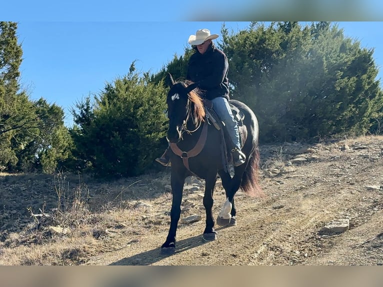 caballo de tiro Caballo castrado 5 años 173 cm Negro in Jacksboro TX