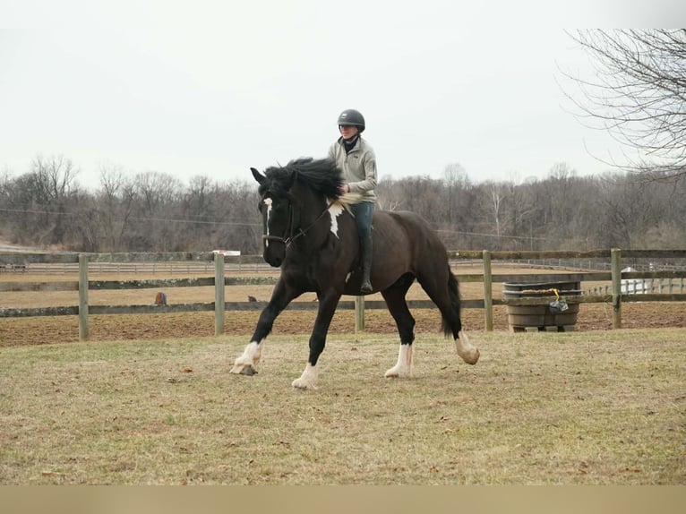 caballo de tiro Mestizo Caballo castrado 5 años 173 cm Pío in Tuscarora
