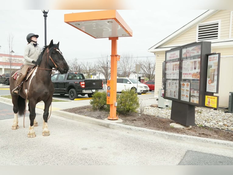 caballo de tiro Mestizo Caballo castrado 5 años 173 cm Pío in Tuscarora