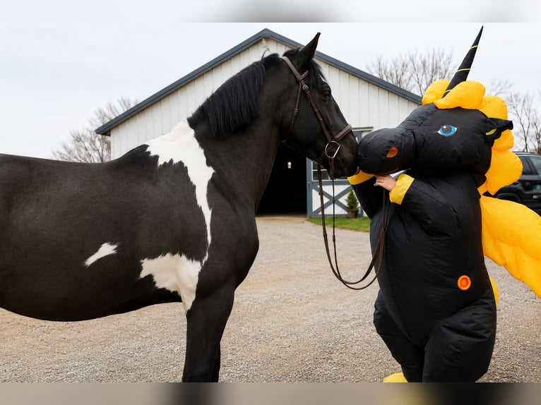 caballo de tiro Mestizo Caballo castrado 5 años 173 cm Pío in Tuscarora