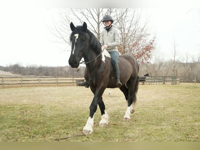 caballo de tiro Mestizo Caballo castrado 5 años 173 cm Pío in Tuscarora