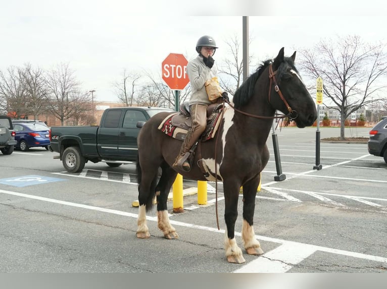 caballo de tiro Mestizo Caballo castrado 5 años 173 cm Pío in Tuscarora