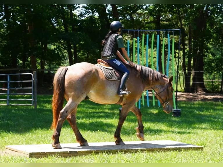 caballo de tiro Mestizo Caballo castrado 5 años 173 cm Ruano alazán in Clover