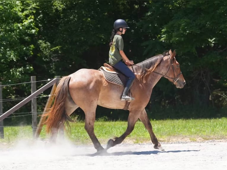 caballo de tiro Mestizo Caballo castrado 5 años 173 cm Ruano alazán in Clover