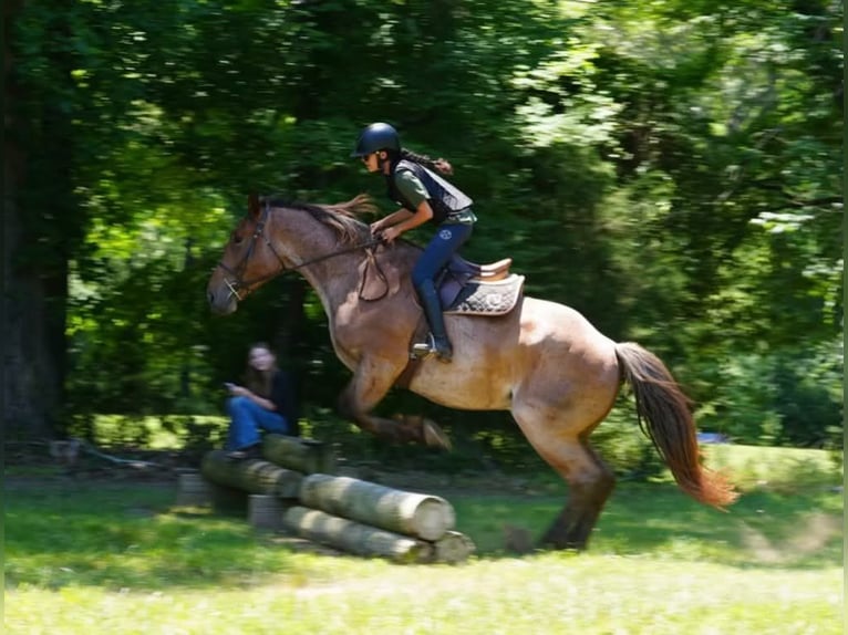 caballo de tiro Mestizo Caballo castrado 5 años 173 cm Ruano alazán in Clover