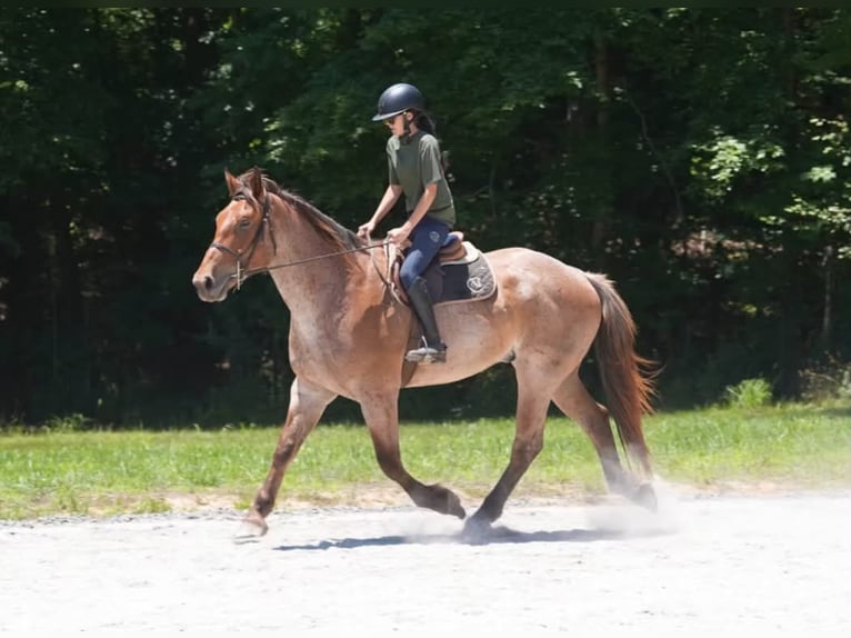 caballo de tiro Mestizo Caballo castrado 5 años 173 cm Ruano alazán in Clover