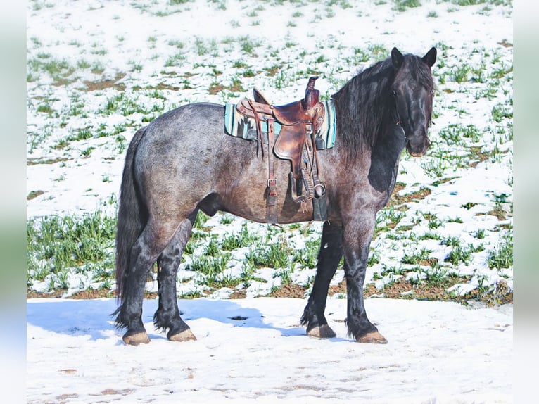 caballo de tiro Mestizo Caballo castrado 5 años 173 cm Ruano azulado in Millersburg