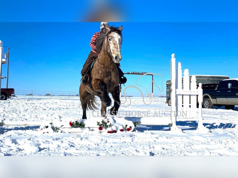 caballo de tiro Caballo castrado 5 años 173 cm Tordo in Sheldon, MO