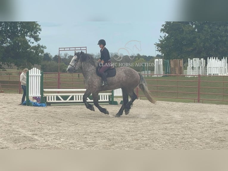 caballo de tiro Caballo castrado 5 años 173 cm Tordo in Sheldon, MO