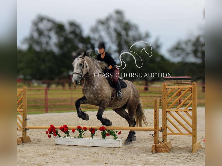 caballo de tiro Caballo castrado 5 años 173 cm Tordo in Sheldon, MO