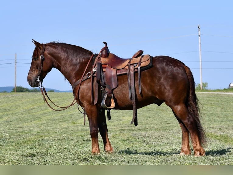 caballo de tiro Mestizo Caballo castrado 5 años Alazán-tostado in Rebersburg, PA