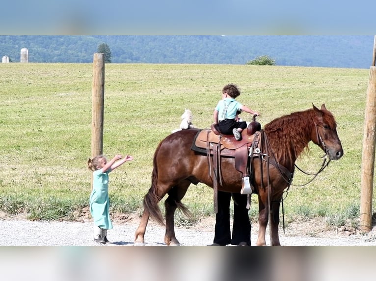 caballo de tiro Mestizo Caballo castrado 5 años Alazán-tostado in Rebersburg, PA
