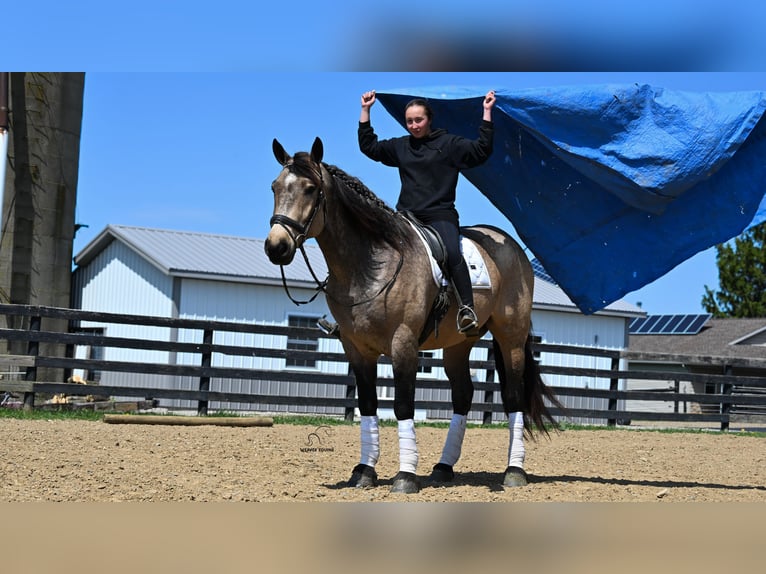caballo de tiro Mestizo Caballo castrado 5 años Buckskin/Bayo in Fredericksburg, OH