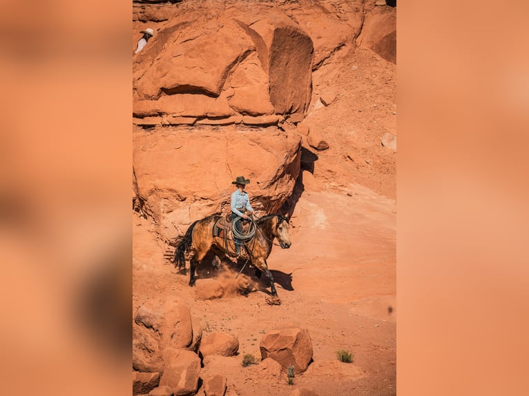 caballo de tiro Mestizo Caballo castrado 5 años Buckskin/Bayo in Heber City