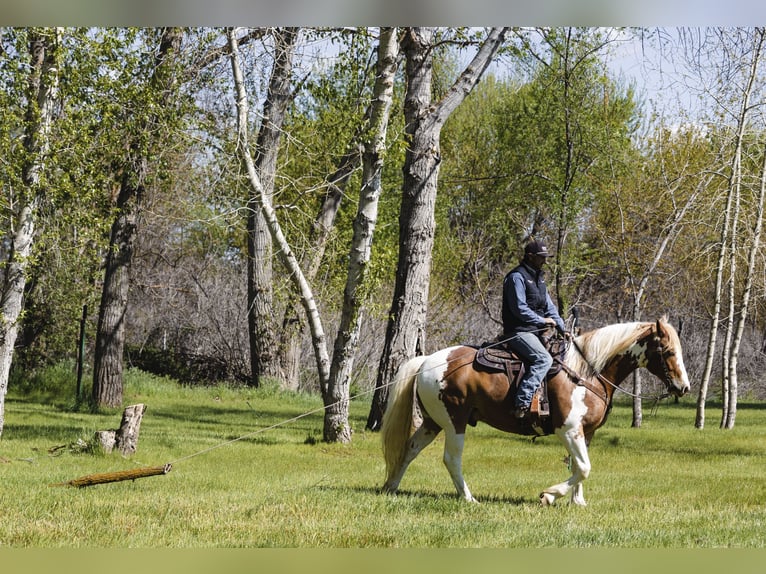 caballo de tiro Mestizo Caballo castrado 5 años  in New Plymouth, ID