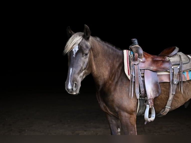 caballo de tiro Mestizo Caballo castrado 5 años in Dalton, OH