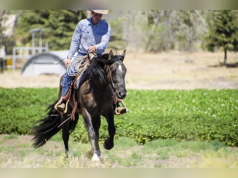 caballo de tiro Mestizo Caballo castrado 5 años Grullo in Rexburg, ID