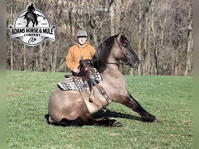 caballo de tiro Caballo castrado 5 años Grullo in Mount Vernon