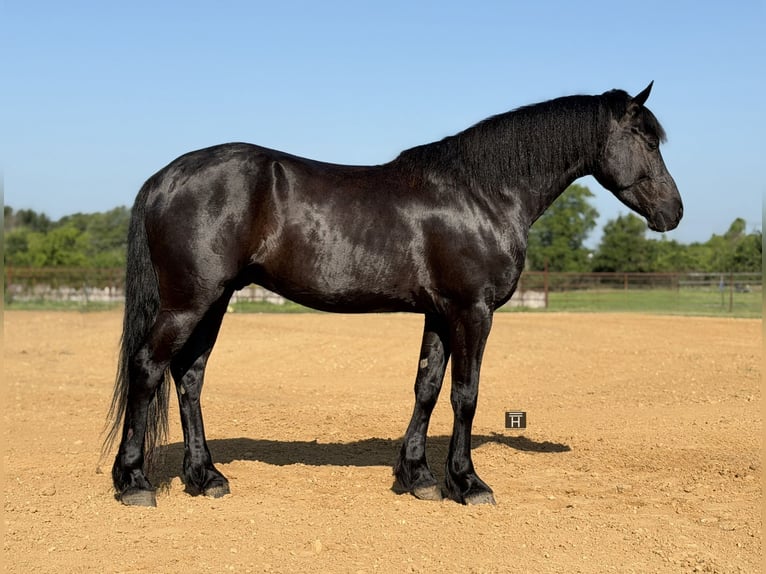 caballo de tiro Mestizo Caballo castrado 5 años Negro in Weatherford