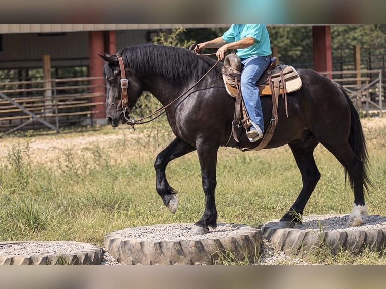 caballo de tiro Mestizo Caballo castrado 5 años Negro in Independence
