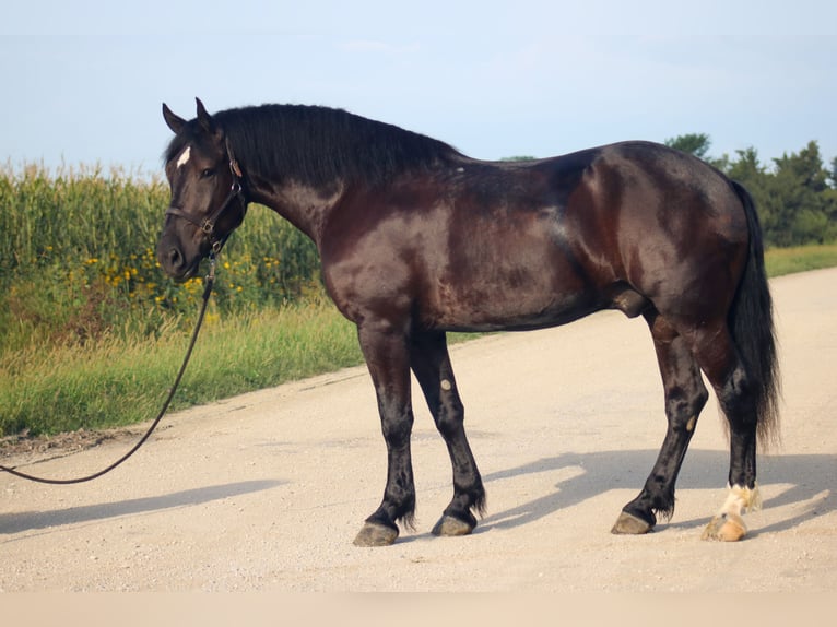 caballo de tiro Mestizo Caballo castrado 5 años Negro in Independence