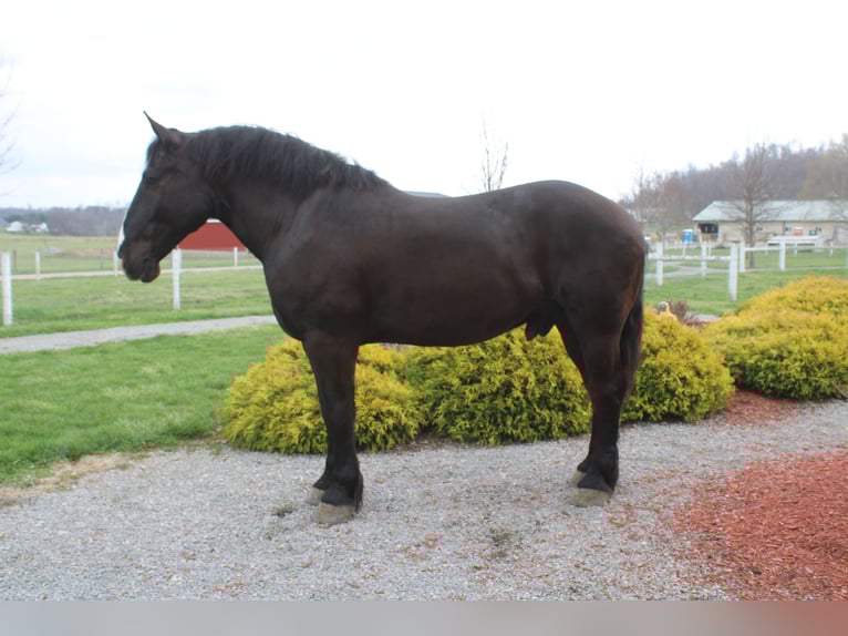 caballo de tiro Mestizo Caballo castrado 5 años Negro in Millersburg