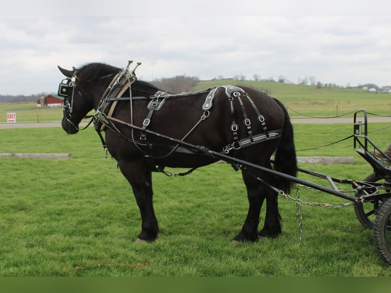 caballo de tiro Mestizo Caballo castrado 5 años Negro in Millersburg