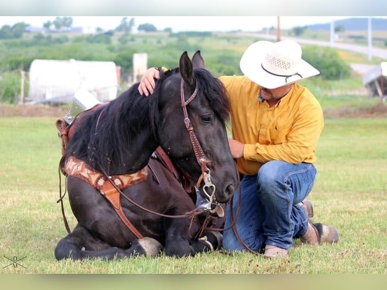 caballo de tiro Mestizo Caballo castrado 5 años Negro in Joliet, MT