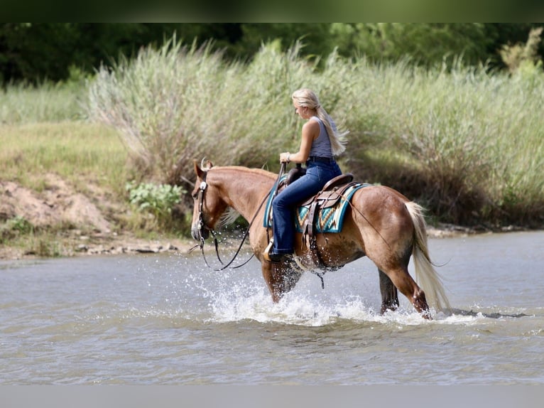 caballo de tiro Mestizo Caballo castrado 5 años Palomino in Mineral Wells
