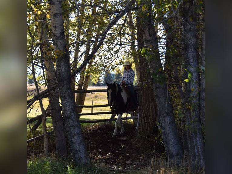 caballo de tiro Mestizo Caballo castrado 5 años Pío in Bozeman