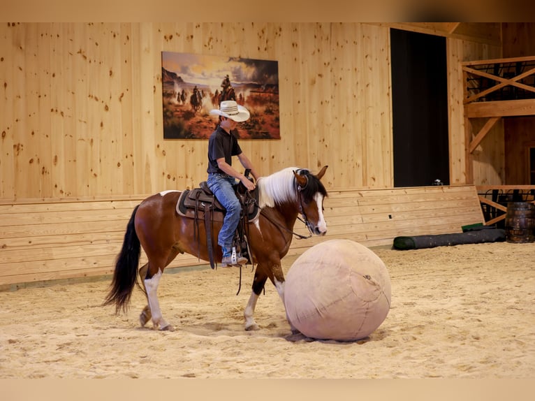 caballo de tiro Mestizo Caballo castrado 5 años Pío in Needmore