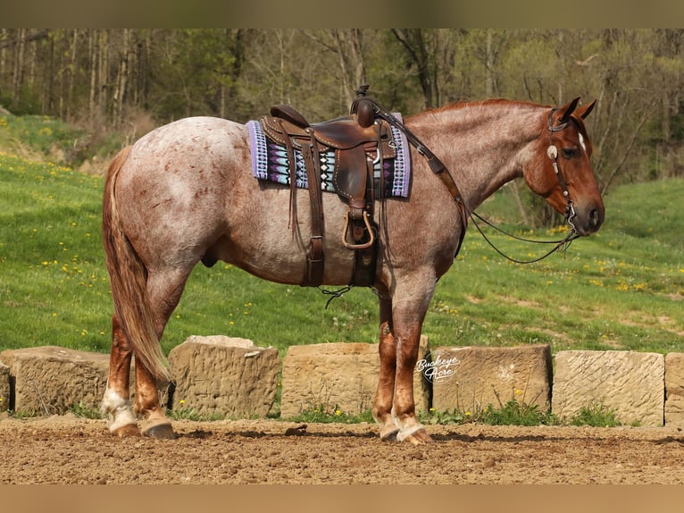 caballo de tiro Mestizo Caballo castrado 5 años Ruano alazán in Millersburg