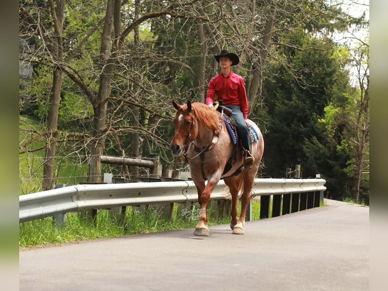 caballo de tiro Mestizo Caballo castrado 5 años Ruano alazán in Millersburg