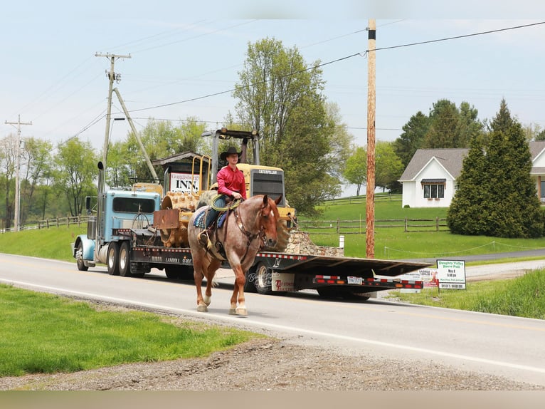 caballo de tiro Mestizo Caballo castrado 5 años Ruano alazán in Millersburg