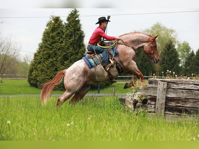 caballo de tiro Mestizo Caballo castrado 5 años Ruano alazán in Millersburg