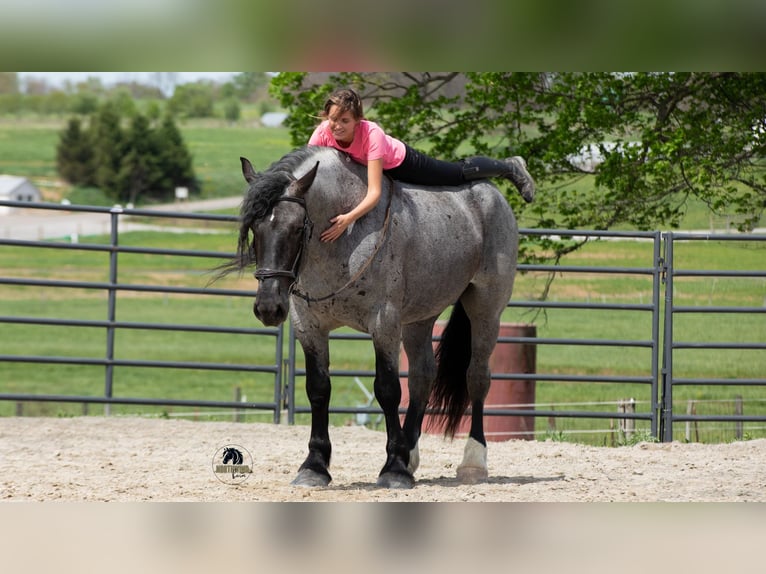 caballo de tiro Mestizo Caballo castrado 5 años Ruano azulado in Fredericksburg, OH