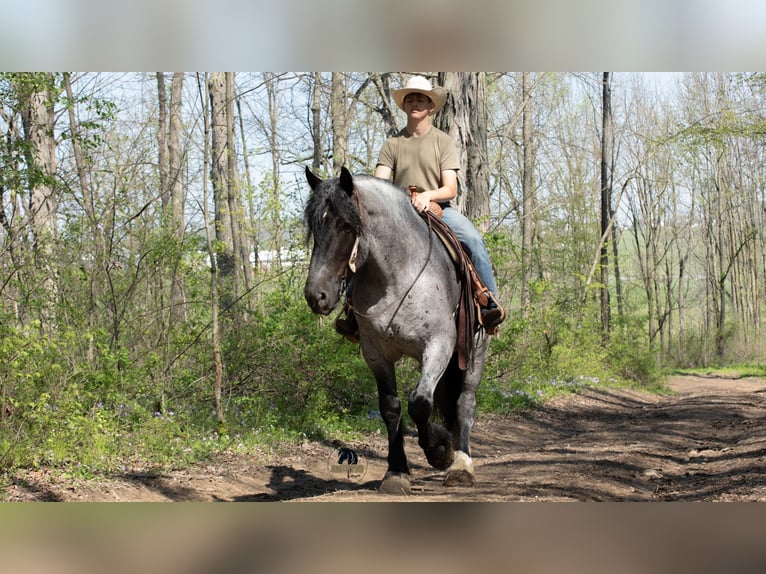 caballo de tiro Mestizo Caballo castrado 5 años Ruano azulado in Fredericksburg, OH