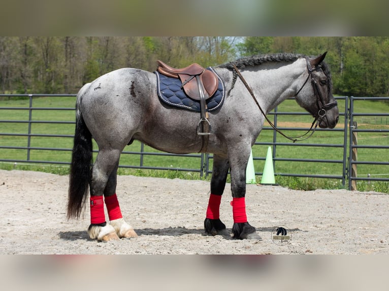 caballo de tiro Mestizo Caballo castrado 5 años Ruano azulado in Fredericksburg, OH