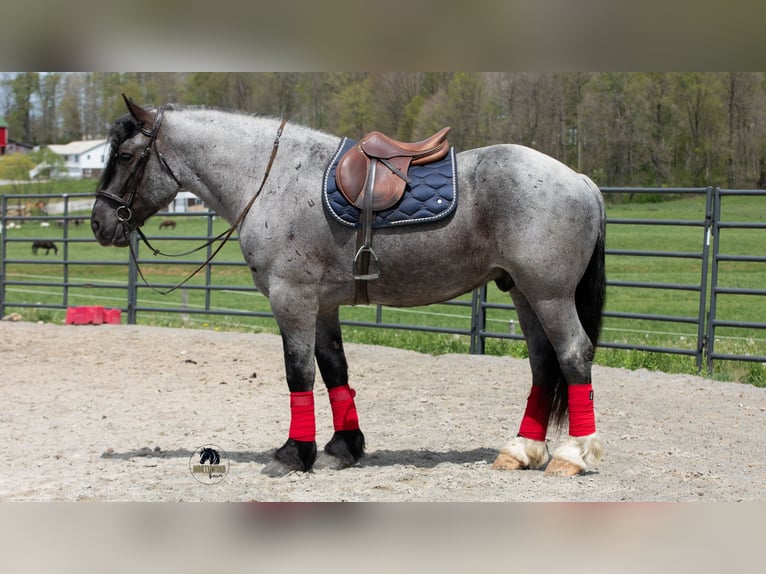 caballo de tiro Mestizo Caballo castrado 5 años Ruano azulado in Fredericksburg, OH