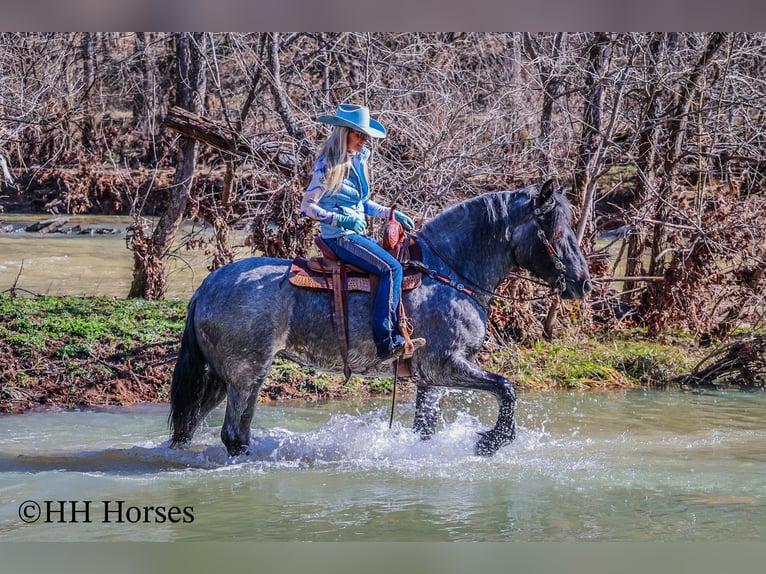 caballo de tiro Caballo castrado 5 años Ruano azulado in Flemingsburg KY