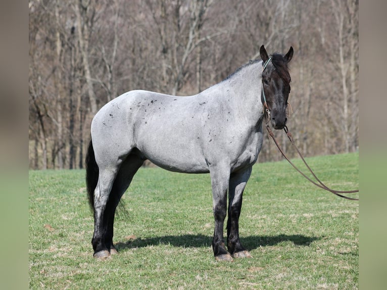caballo de tiro Caballo castrado 5 años Ruano azulado in Mount Vernon