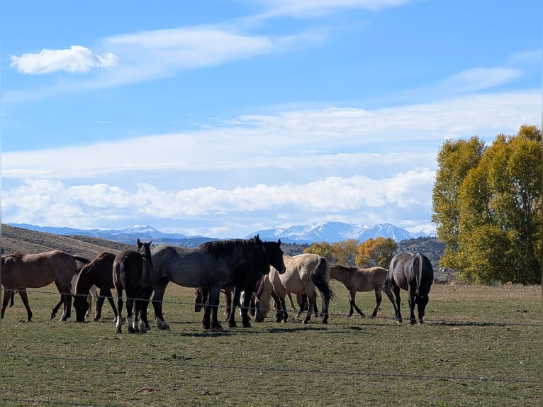 caballo de tiro Mestizo Caballo castrado 5 años Ruano azulado in Meeteetse
