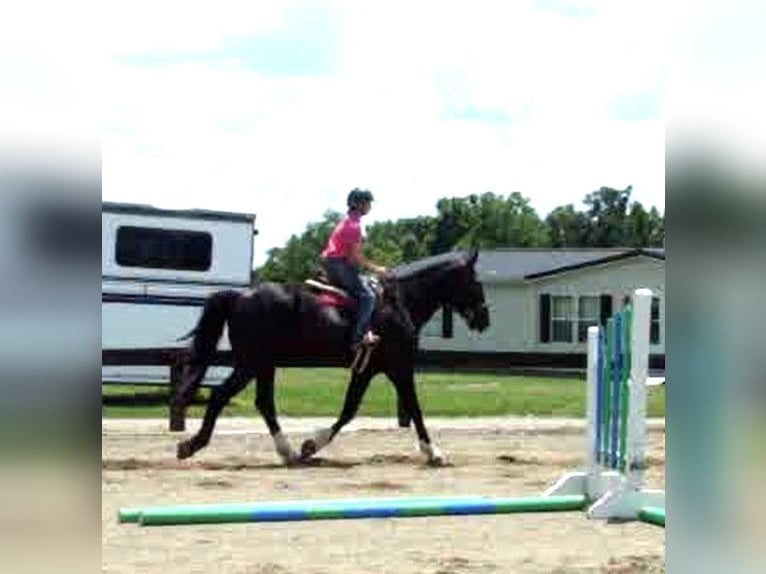 caballo de tiro Caballo castrado 5 años Tobiano-todas las-capas in Lexington, Ky