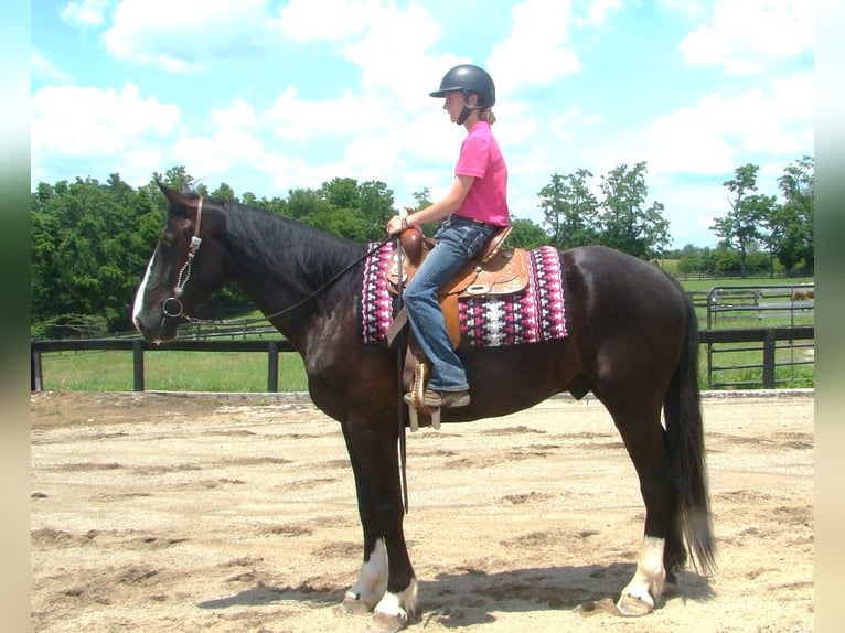 caballo de tiro Caballo castrado 5 años Tobiano-todas las-capas in Lexington, Ky