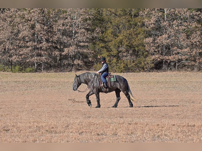 caballo de tiro Mestizo Caballo castrado 5 años Tordo in Fairbank, IA