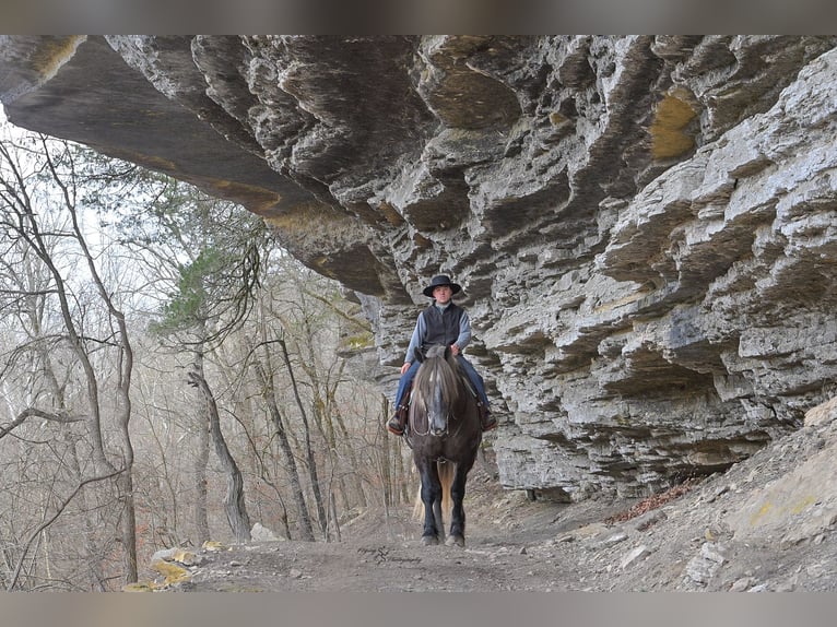 caballo de tiro Mestizo Caballo castrado 5 años Tordo in Fairbank, IA