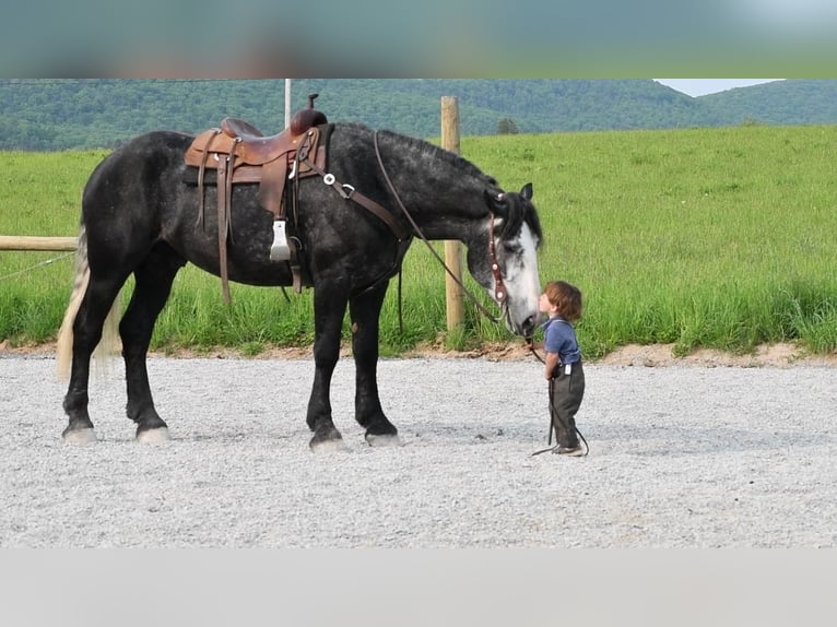 caballo de tiro Mestizo Caballo castrado 5 años Tordo in Rebersburg, PA