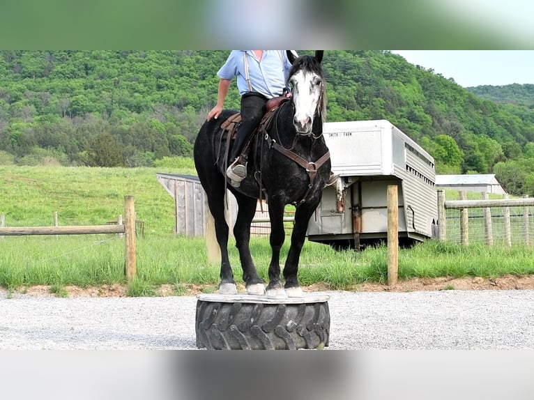caballo de tiro Mestizo Caballo castrado 5 años Tordo in Rebersburg, PA