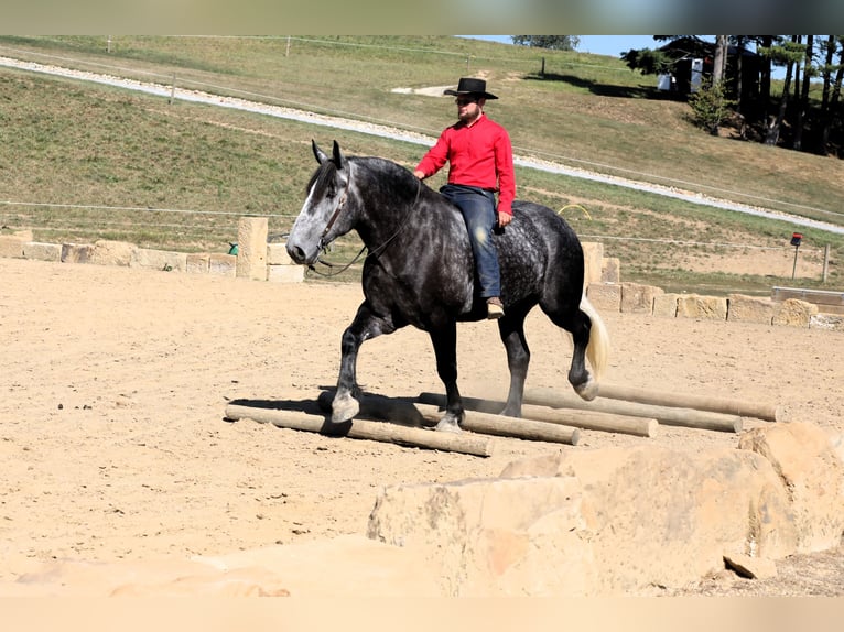 caballo de tiro Caballo castrado 5 años Tordo rodado in Millersburg