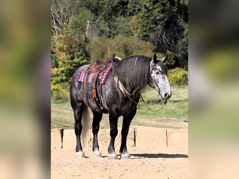 caballo de tiro Caballo castrado 5 años Tordo rodado in Millersburg